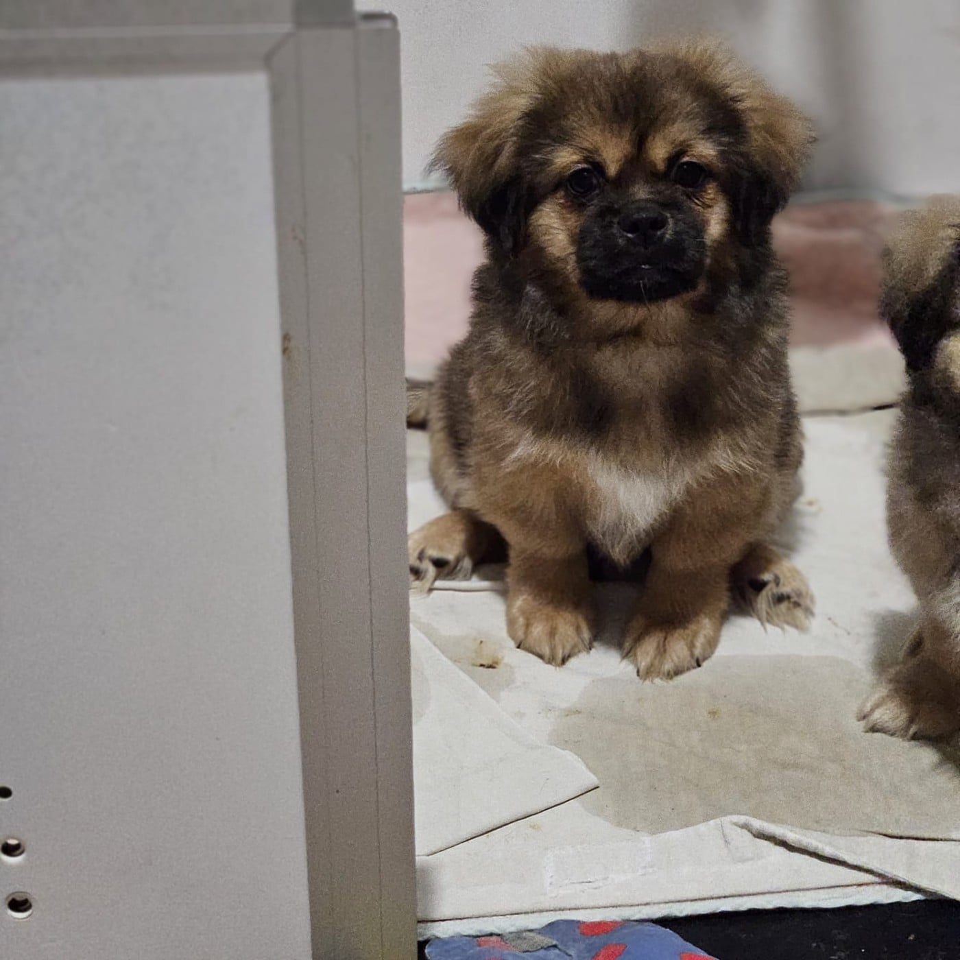 Epagneul tibetain - du Domaine Les Deux Hermines