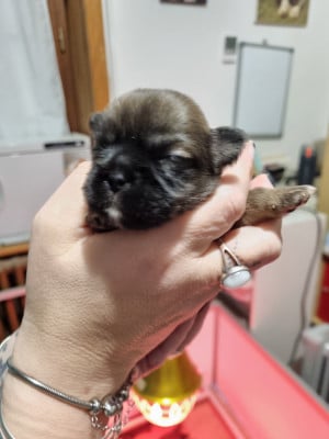 Les chiots de Epagneul tibetain