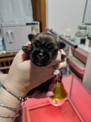 Les chiots de Epagneul tibetain