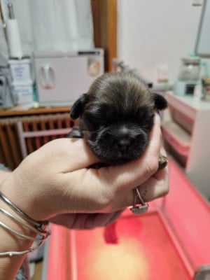 Les chiots de Epagneul tibetain