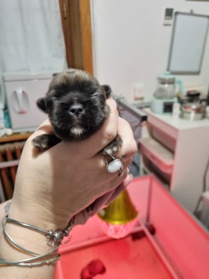 Les chiots de Epagneul tibetain