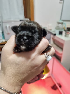 Les chiots de Epagneul tibetain