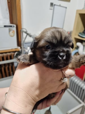 Les chiots de Epagneul tibetain