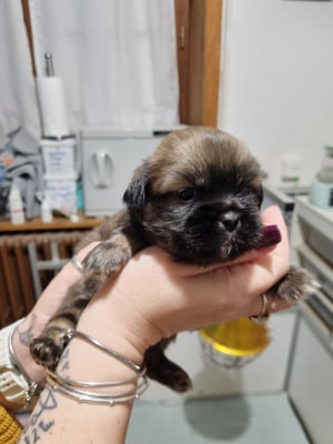 Les chiots de Epagneul tibetain