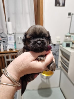 Les chiots de Epagneul tibetain