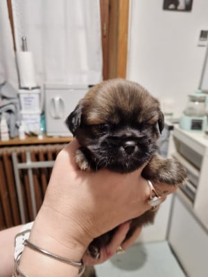 Les chiots de Epagneul tibetain