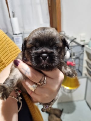 Les chiots de Epagneul tibetain