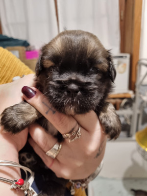 Les chiots de Epagneul tibetain