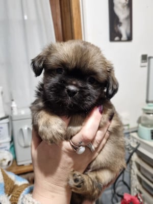 Les chiots de Epagneul tibetain