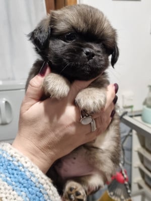 Les chiots de Epagneul tibetain