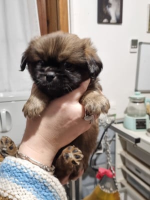 Les chiots de Epagneul tibetain