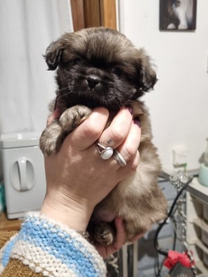 Les chiots de Epagneul tibetain