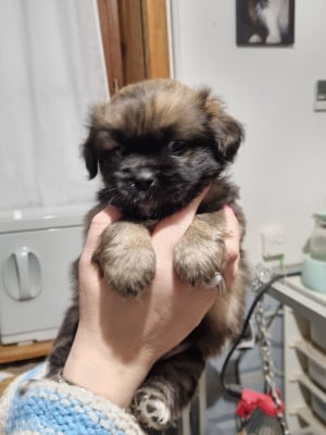 Les chiots de Epagneul tibetain