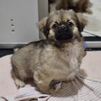 Les chiots de Epagneul tibetain