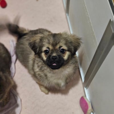 Les chiots de Epagneul tibetain