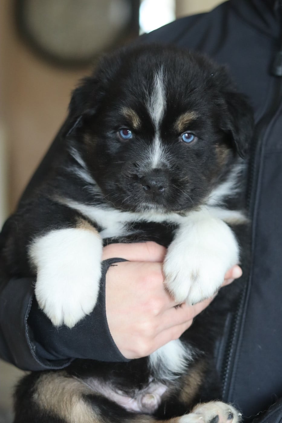 CHIOT 3 - Berger Australien