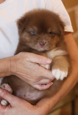 Les chiots de Berger Australien