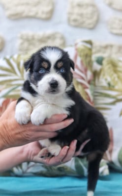 Les chiots de Berger Australien