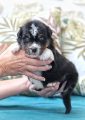 Les chiots de Berger Australien