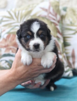 Les chiots de Berger Australien