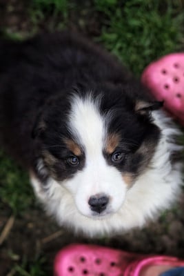 Les chiots de Berger Australien