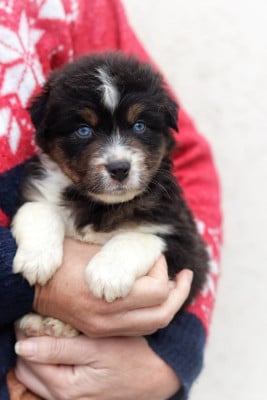Les chiots de Berger Australien