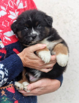 Les chiots de Berger Australien