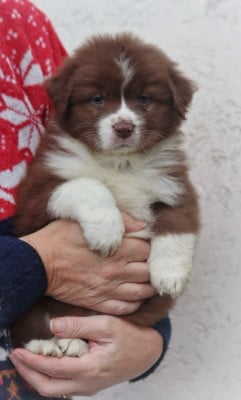 Les chiots de Berger Australien
