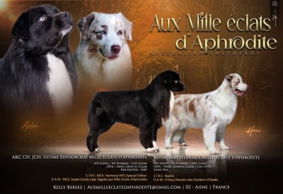 Les chiots de Berger Australien