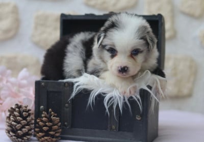 Les chiots de Berger Australien
