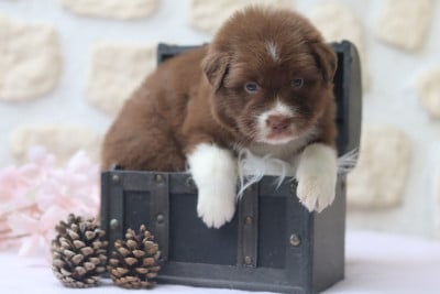 Les chiots de Berger Australien