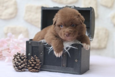 Les chiots de Berger Australien