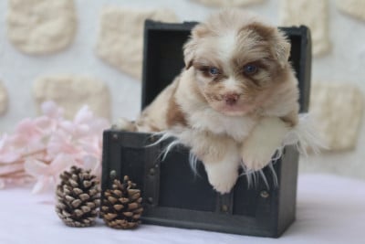 Les chiots de Berger Australien