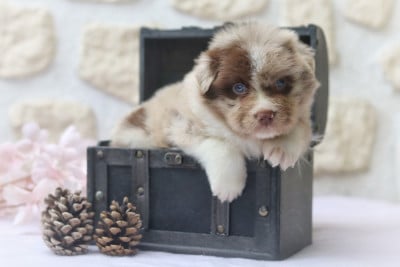 Les chiots de Berger Australien