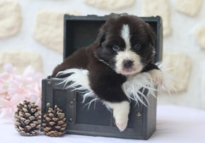 Les chiots de Berger Australien