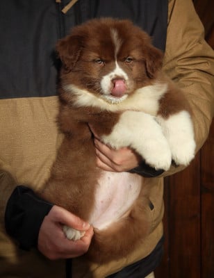 Les chiots de Berger Australien
