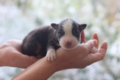 Bomba Latina - Berger Australien