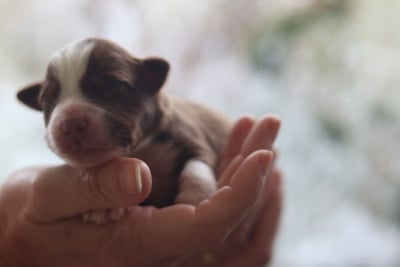 Bomb in Fire - Berger Australien