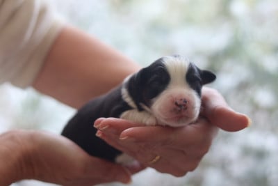 Bomb is Strike - Berger Australien