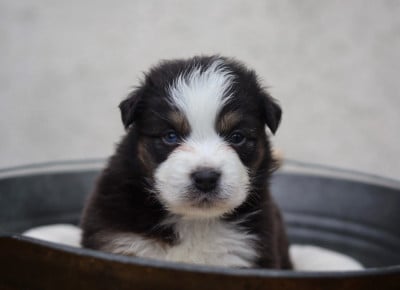Les chiots de Berger Australien