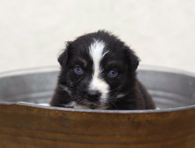 Les chiots de Berger Australien