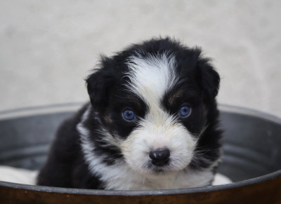 Les chiots de Berger Australien