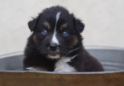 Les chiots de Berger Australien