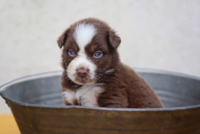 Les chiots de Berger Australien