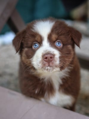 Les chiots de Berger Australien