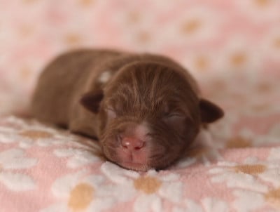 Les chiots de Berger Australien