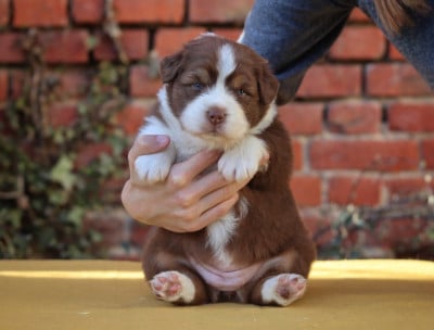 Les chiots de Berger Australien