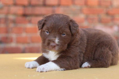 Les chiots de Berger Australien