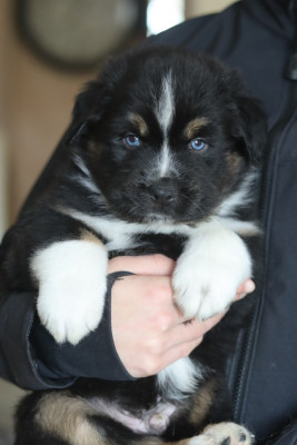 Les chiots de Berger Australien
