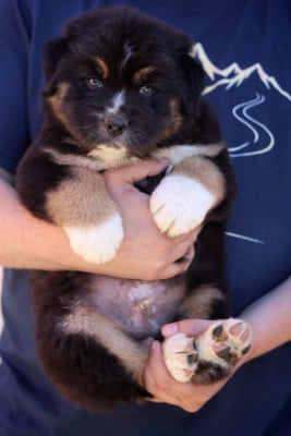Les chiots de Berger Australien